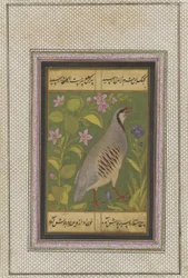 Ein Chukar-Rebhuhn, Manuskriptfolio mit Malerei, spätes 16. Jahrhundert